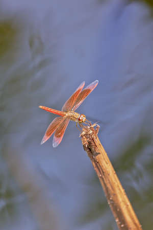 Closed Up Dragonfly On A Stemの写真素材