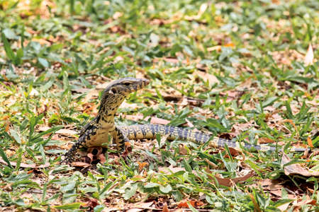 A Small Water Monitor Lying On Green Grassの写真素材