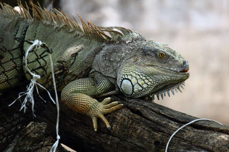 Green Iguana On the Timberの写真素材