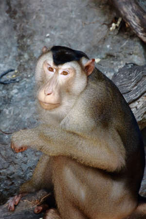 Beware of the Macaque Monkeyの写真素材