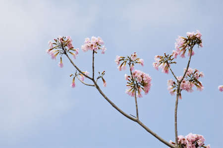 Closed Up of Pink Trumpet Blossomの写真素材