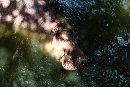 Hippopotamus Enjoying A Soak In Waterの写真素材