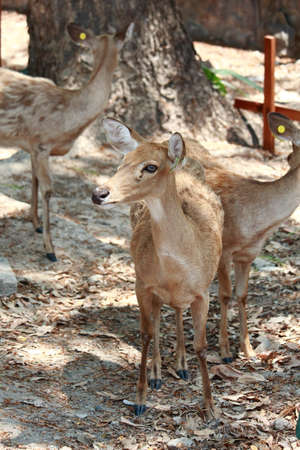 Beware of the Barking Deerの写真素材