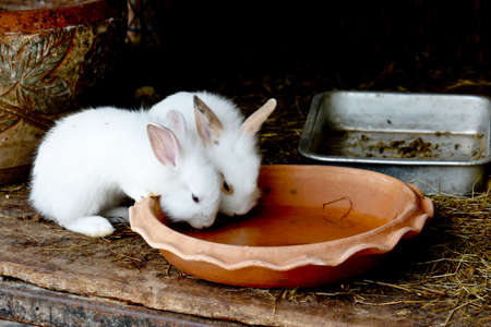 Two White Rabbits Drinking Water From Baked Clay Discの写真素材