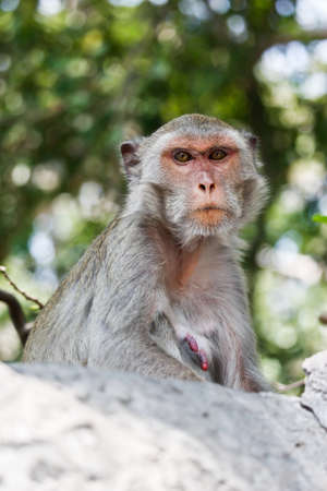 Close Up of Long-Tailed Macaque Monkeyの写真素材