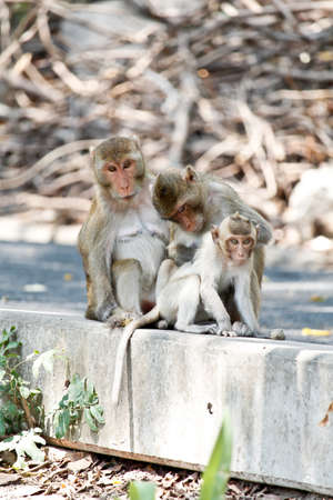 Long-Tailed Macaque Family; Father Monkey Find Tick For A Little Monkeyの写真素材