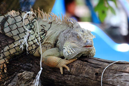Green Iguana Shedding Skinの写真素材