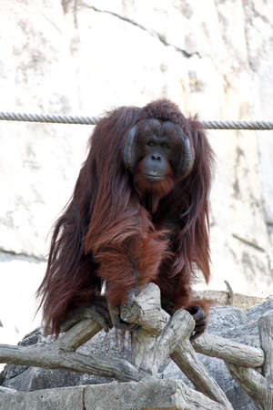 Bornean Orangutan On the Stone Fence In Wooden Style