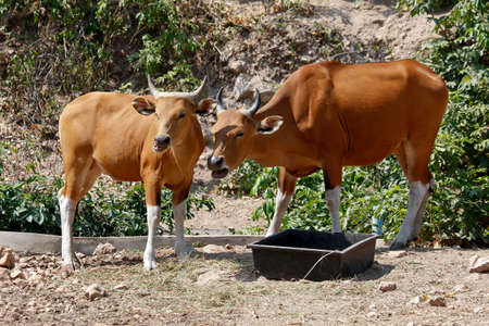 Banteng Mother With Its Calf Standing On the Groundの写真素材
