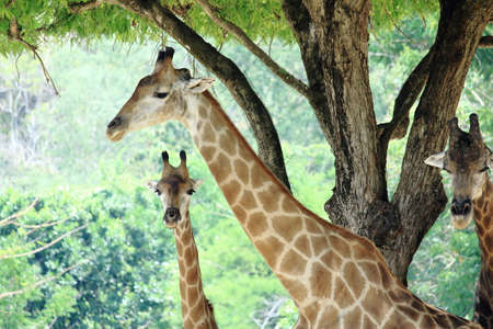 Giraffes Rest Under the Big Tree In Very Hot Dayの写真素材