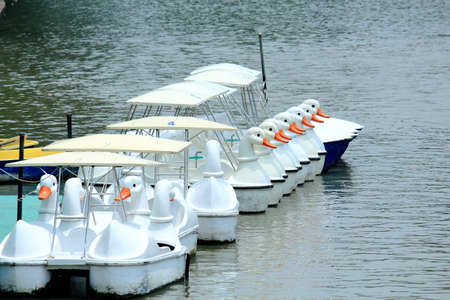 Row of White Swan Boats Floating On Green Water In the Parkの写真素材