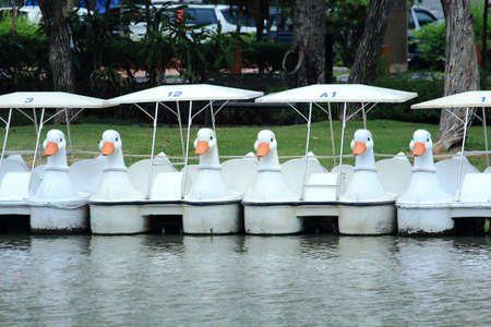 Row of White Swan Boats Floating On Green Water In the Parkの写真素材