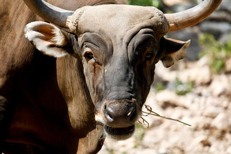Close Up of Male Banteng With Blood Bleeding From Left Eyeの写真素材