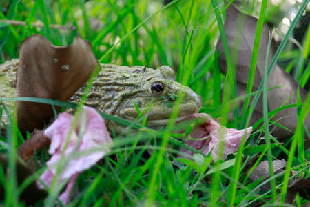 Green Frog Hiding In Dense Grassesの写真素材