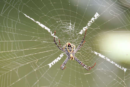 Multi Coloured Argiope Spider On the Webの写真素材