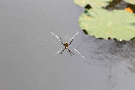 Multi Coloured Argiope Spider On the Webの写真素材