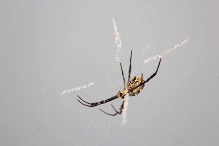 Multi Coloured Argiope Spider On the Webの写真素材