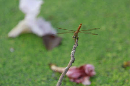 Closed Up Dragonfly On A Branchの写真素材