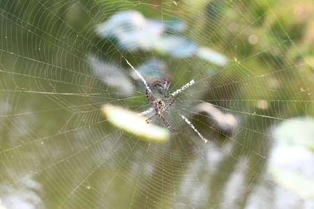 Multi Coloured Argiope Spider On the Webの写真素材