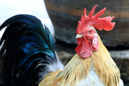 Colorful Bantam With Red Cockscomb