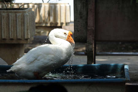 Goose Soaking And Playing Water In the Bathtubの写真素材