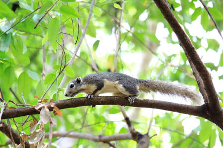 Squirrel Climbing On Green Branchの写真素材