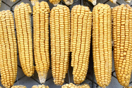 Hanging Dry Corns In A Rowの写真素材