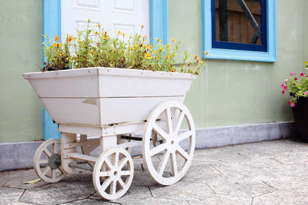 Yellow Flowers Planting In A White Wooden Cartの写真素材