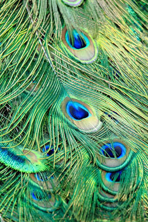 Colorful Pattern of Peacock Feathersの写真素材