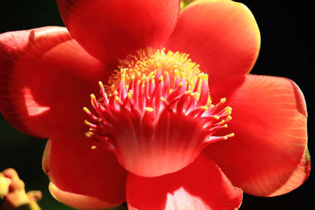 Blooming Shorea Robusta Flowerの写真素材
