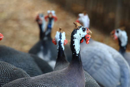 Close Up of Guineafowl In the Farmの写真素材