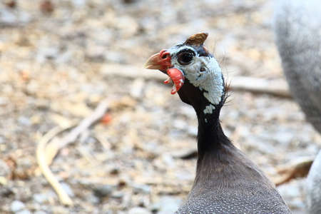 Head Shot of Guineafowl In the Farmの写真素材