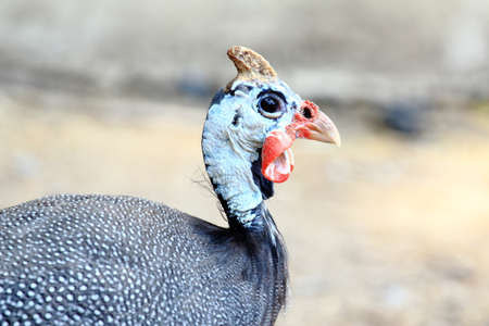 Close Up of Guineafowl In the Farmの写真素材