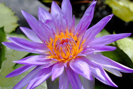 Blooming King of Siam Water lilyの写真素材
