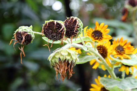 Withered Sunflowers With Blooming Sunflowers Backgroundの写真素材