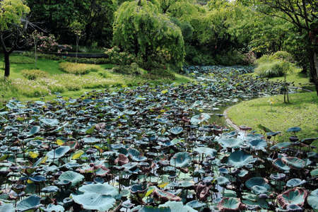Green Lotus Leaves Growing Along the Swampの写真素材