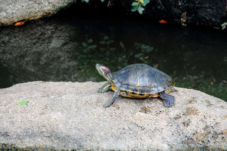 Red-Eared Slider Turtle Peered On the Rock Over Pondの写真素材