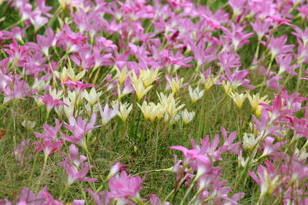 Yellow And Pink Rain Lily Flower Blooming Through the Fieldの写真素材