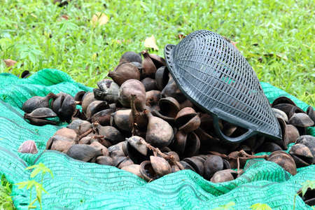 Pile of Pinari Shell With Plastic Sieveの写真素材