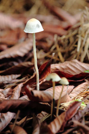 Mushrooms Growing On Straw In Rainy Seasonの写真素材