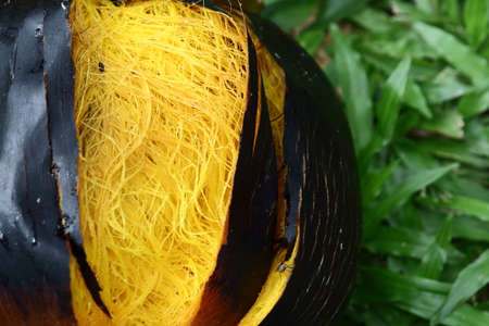 Ripe Palmyra Palmの写真素材