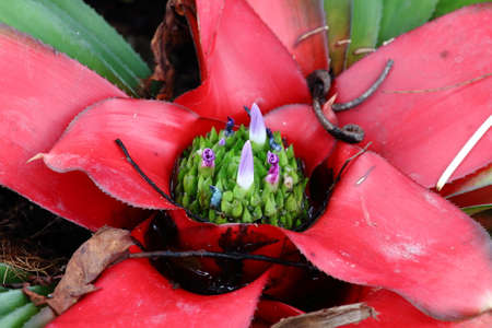 Flower Blooming From Plantの写真素材