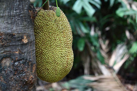 Ripe Jackfruit on Jack treeの写真素材