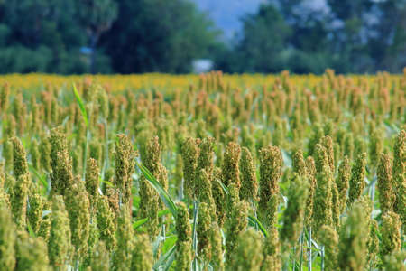 Sorghum Ready to Harvestの写真素材