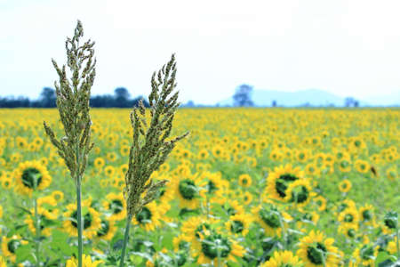 Sorghum Awn With Yellow Sunflower Fields Backgroundの写真素材