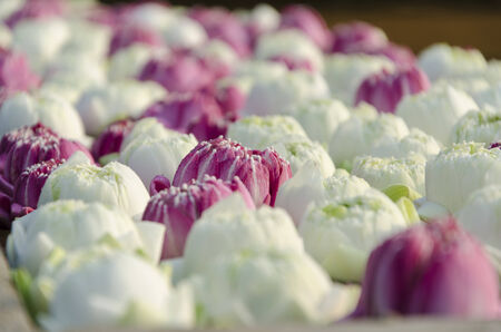 Many color of many lotus for buddhaの写真素材