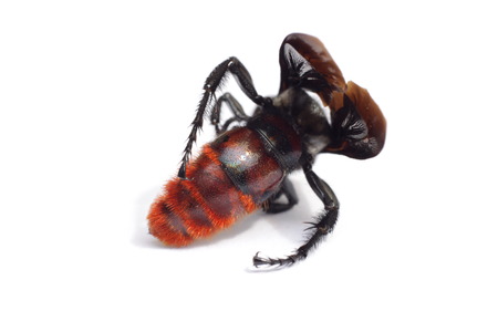 Wasp isolated on white backgroudの写真素材