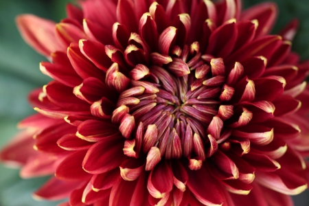 chrysanthemum の写真素材