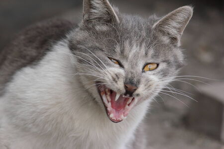 Cats roaring の写真素材