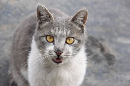 Close up of catの写真素材